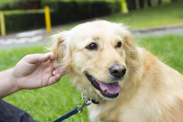 Uomo e cane a piedi — Foto Stock