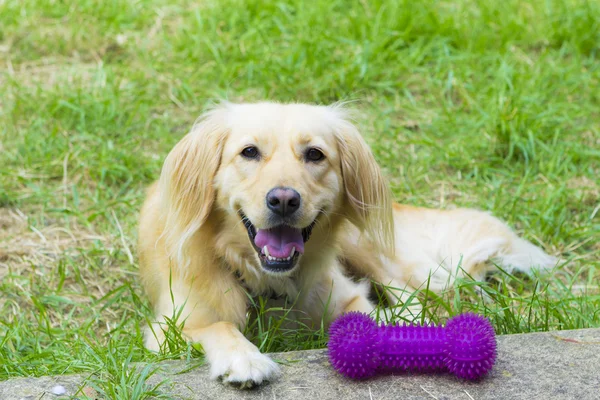 Lustiger Golden Retriever beim Spielen im Freien — Stockfoto