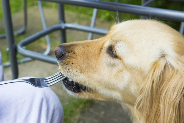Köpek yiyecek çatal dan çalmak