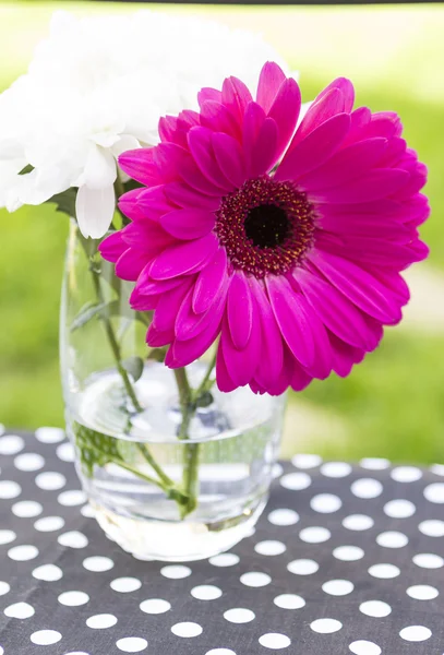 Krásné květiny transvaal Daisy — Stock fotografie