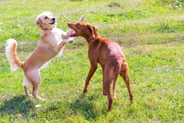 Två hundar som spelar på fältet — Stockfoto