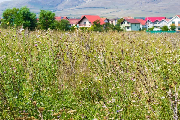 Rural summer landscape with cottages — Stock Photo, Image