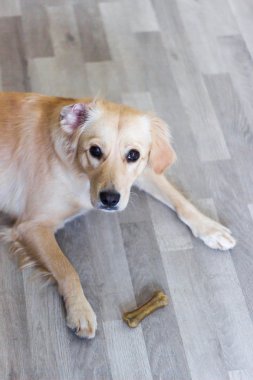 sevimli köpek yere kapalı döşeme