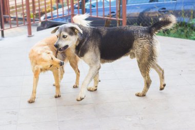 İki oyuncu köpek açık