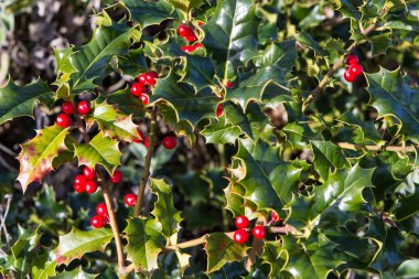 Çiçekli bitki çobanpüskülü veya holly