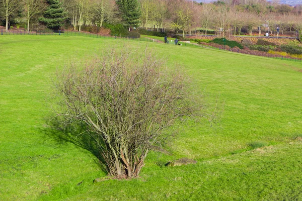 Piękny park wiosną — Zdjęcie stockowe