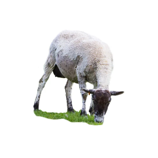 White sheep grazing on meadow — Stock Photo, Image