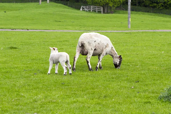 Schafherde auf der Wiese — Stockfoto