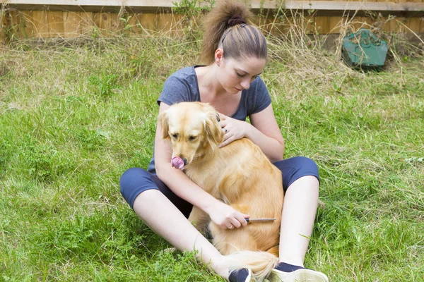 Pretty girl combing fur of dog outdoor