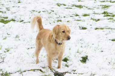 Kış günü yolda geri almak köpek