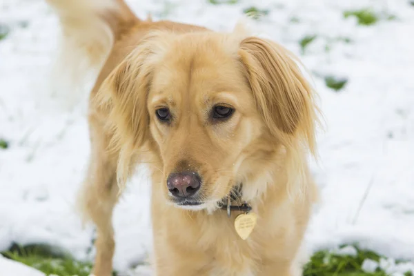 Retriever hond op wandeling in de winterdag — Stockfoto