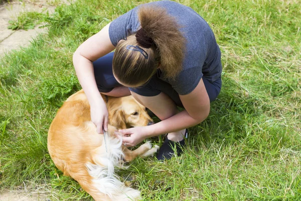 Linda chica peinando perro al aire libre — Foto de Stock