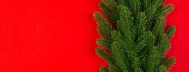 Yeşil köknar dallarından yapılmış renkli arkaplan manzarası. Kopya alanı olan yeni yıl bayramı bayrağı konsepti.