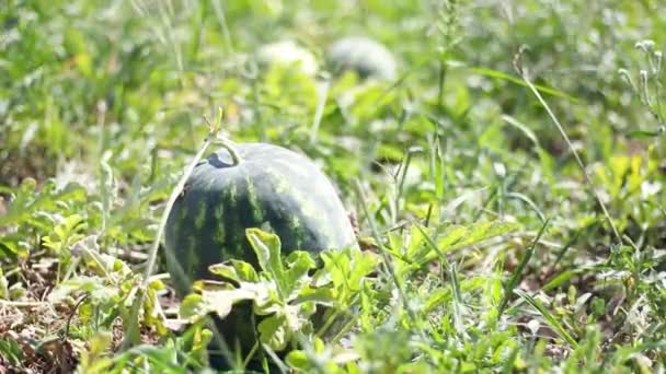 Melancia no jardim ou estufa em um dia ensolarado. Umedecimento de plantas e legumes em uma fazenda em casa — Vídeo de Stock