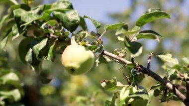 Bahçede yeşil elmalı elma ağacı ya da güneşli bir günde sera. Çiftlikte bitki ve sebzelerin nemlendirilmesi