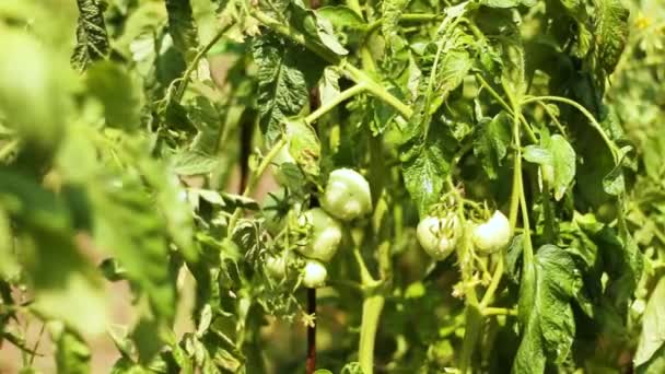 Podlewanie pomidorów w ogrodzie lub szklarni w słoneczny dzień. Nawilżanie roślin i warzyw w gospodarstwie domowym — Wideo stockowe
