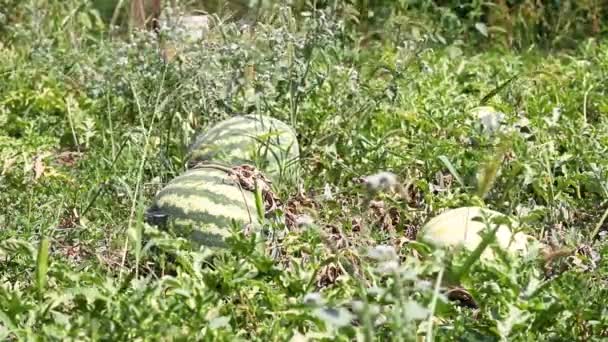 Melancia no jardim ou estufa em um dia ensolarado. Umedecimento de plantas e legumes em uma fazenda em casa — Vídeo de Stock