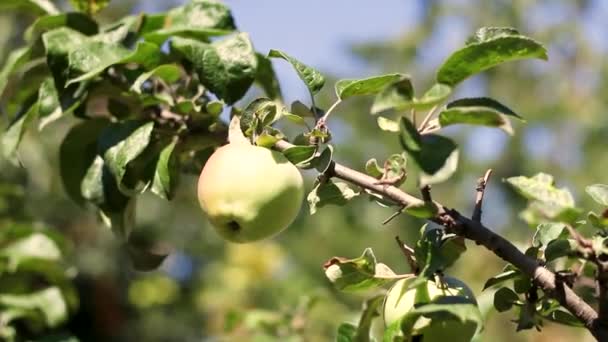 맑은 날에 정원이나 온실에서 녹색 사과를 클로즈업 한 애플 트리. 가정 농장에서 채소와 채소를 키우는 모습 — 비디오