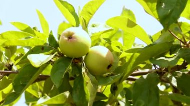 Bahçede yeşil elmalı elma ağacı ya da güneşli bir günde sera. Çiftlikte bitki ve sebzelerin nemlendirilmesi