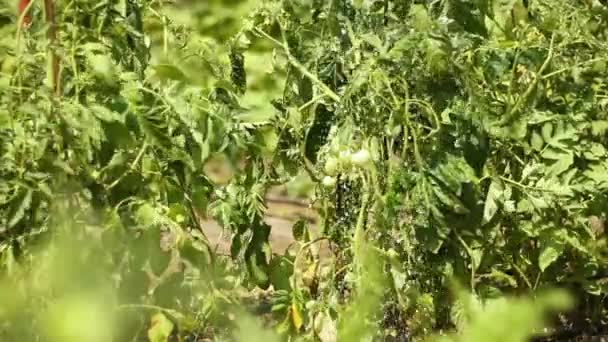 Regar um tomate no jardim ou estufa em um dia ensolarado. Umedecimento de plantas e legumes em uma fazenda em casa — Vídeo de Stock