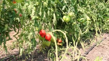 Bahçede yeşil ve kırmızı domates ya da güneşli bir günde serada. Çiftlikte bitki ve sebzelerin nemlendirilmesi