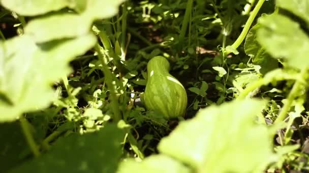 Squash v zahradě nebo skleníku za slunečného dne. zvlhčování rostlin a zeleniny na domácí farmě — Stock video