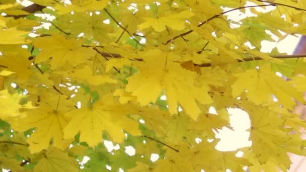 在晴空万里的秋天，树上金黄的叶子在微风中摇曳。紧贴美丽的风景 — 图库视频影像