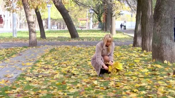 Woman collects fallen yellow leaves in the autumn park — Stock Video