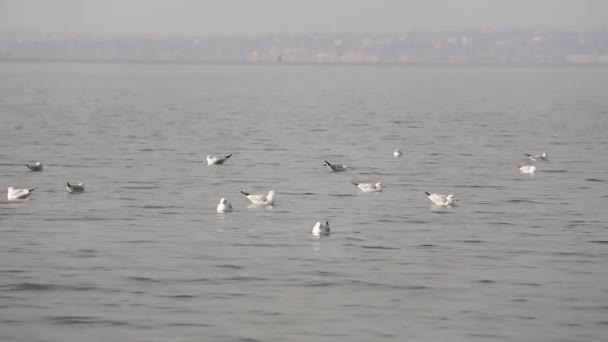 A flock of seagulls arrives at the beach early in the morning. Autumn day with fog — Stock Video