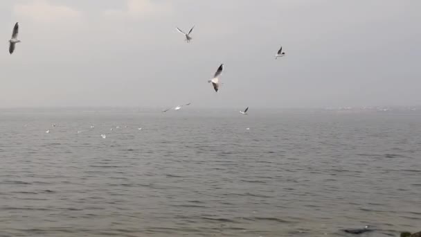 Een kudde meeuwen arriveert vroeg in de ochtend op het strand. Herfstdag met mist — Stockvideo