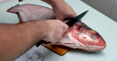 Adam taze gümüş sazan balığı hazırlıyor. Bıçakla bifteğe kesiyor. ev yemeği konsepti