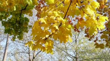 Mavi Gök 'ün güneşli bir sonbahar gününde ağaçlarda sallanan altın sarısı yapraklar. Güzel manzarayı kapat