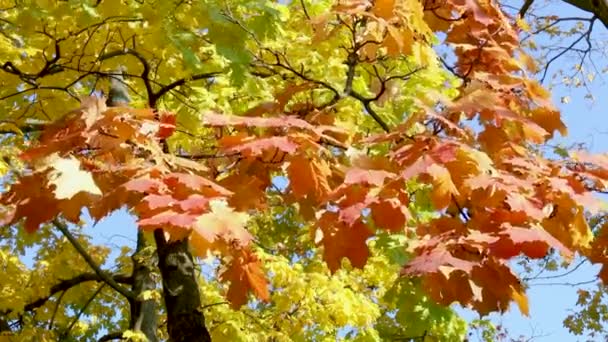 Zlatožluté listí na stromech se houpe ve vánku za slunečného podzimního dne na Modrém nebi. Zavřít krásnou krajinu — Stock video