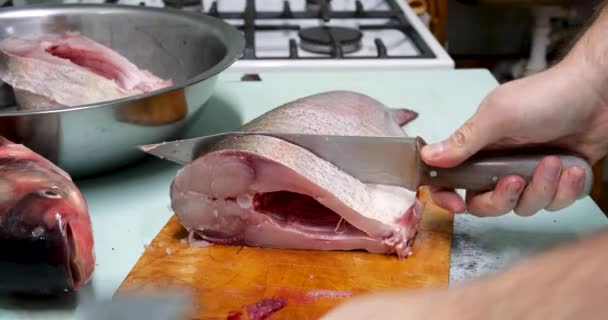 Der Mensch bereitet frischen Silberkarpfen zu. Mit einem Messer in Steaks schneiden. Hausmannskost — Stockvideo