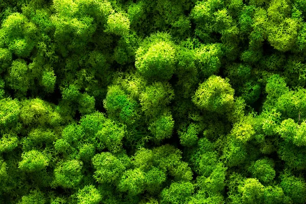 Green moss on old office floor. interior design. top view close up.