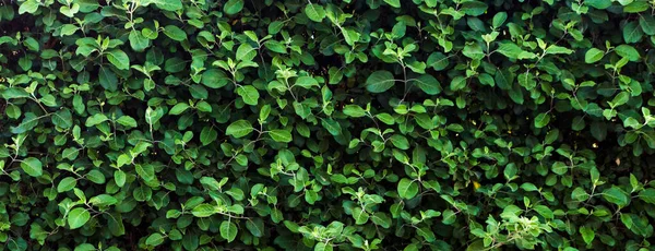 Yeşil Yaprak Dokusu Güneşli Bir Günde Yaprak Dokusu Arkaplanı — Stok fotoğraf