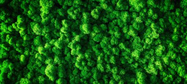 İç dekorasyon için dekoratif yosun. tasarım yosunları arka plan tıkanması.