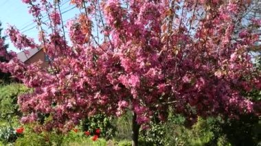 Spring pink flowering peach branches in sunny day, fragrant flowers swaying in light wind. Apple tree flowers Malus Crabapple
