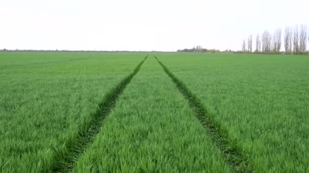 Bright green wheat field blowing in a strong wind, green field before the rain — Vídeo de Stock