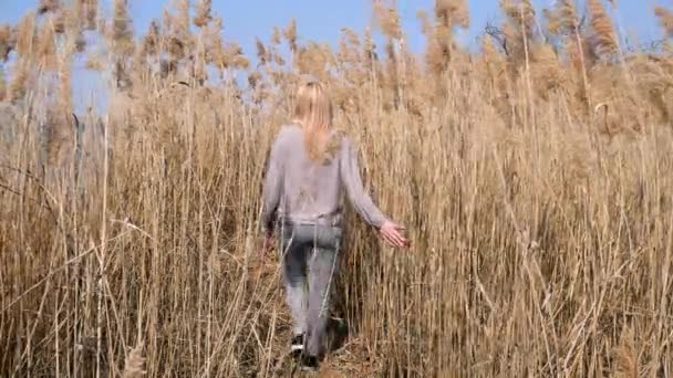 Γυναίκα που περπατάει σε χωράφι με σοδειές. Μια γυναίκα περπατά σκεπτικά στο χωράφι με τα καλάμια δίπλα στο ποτάμι, καθαρή μέρα, γαλανός ουρανός — Αρχείο Βίντεο