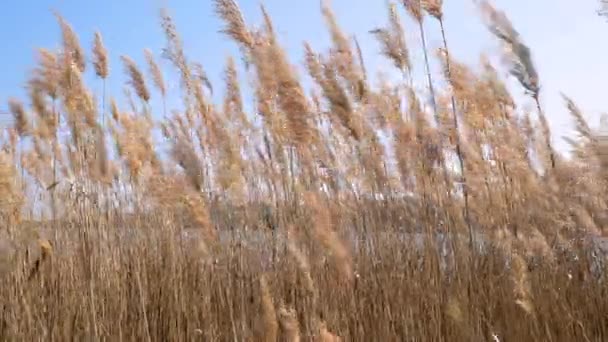 Imágenes de cañas amarillas secas junto al río balanceándose en el viento en un día soleado — Vídeos de Stock