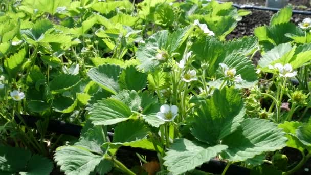 Blossom of a white strawberry plant opening. Strawberry field. Rows of strawberries. Vegetable Garden Background — Stock Video