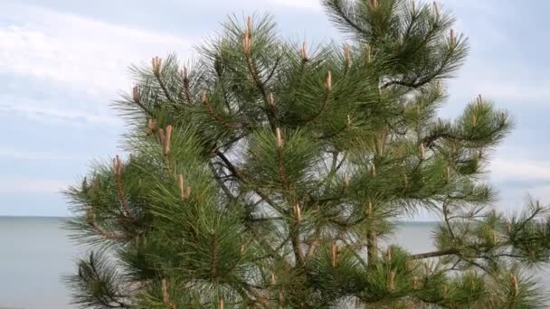 Pine tree growing by the river on a sunny day — Vídeo de Stock