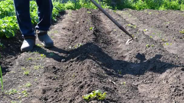 Zwischen Gemüsereihen Unkraut jäten, im Garten mit einer Schaufel Erde bearbeiten. Bodenvorbereitung vor der Pflanzung — Stockvideo