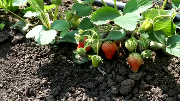 Flor de una apertura de planta de fresa blanca. Campo de fresas. Filas de fresas. Fondo de jardín vegetal — Vídeos de Stock