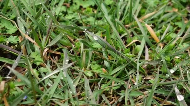 Hierba verde fresca con gotas de rocío clips, gotas de rocío en imágenes de hierba verde. Naturaleza verde al aire libre de cerca — Vídeos de Stock