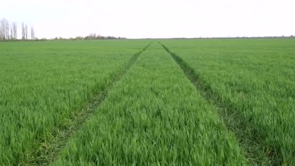 Bright green wheat field blowing in a strong wind, green field before the rain — Vídeo de Stock