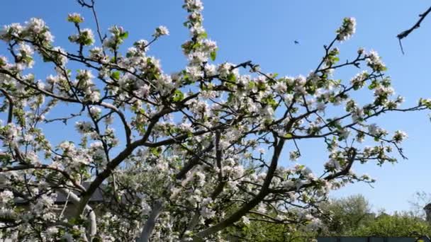 White flowers of a blossoming apple tree. Apple fruit tree with White flowers — Stock Video