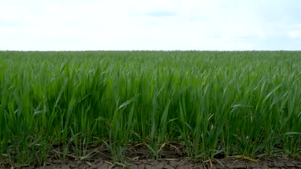 Ярко-зеленое пшеничное поле, дующее сильным ветром, зеленое поле перед дождем — стоковое видео