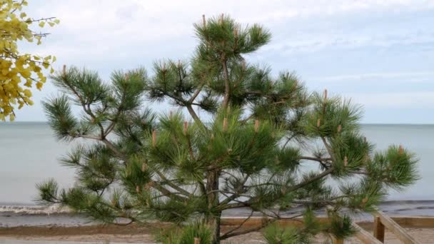Pine tree growing by the river on a sunny day — Vídeo de Stock